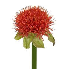 Image result for Scadoxus