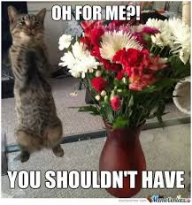 Oh For Me You Should T Have Meme Cat Flowers