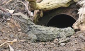 Why Zoos Are Good Animals Zoo Endangered Animals