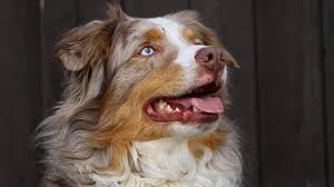 Maybe you would like to learn more about one of these? Australian Shepherds 7 Things Only Aussie Owners Know Rover Com