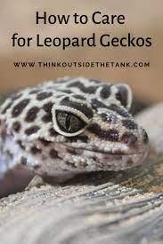 How To Take Care Of Your Leopard Gecko Think Outside The Tank Leopard Gecko Baby Leopard Leopard Gecko Habitat