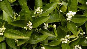 Check spelling or type a new query. Peter Cundall How Trees Cry For Help The Weekly Times
