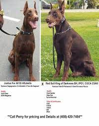 Doberman pinscher female, 3 weeks. Pennysaver All Dark Red 100 European Doberman Pups With Imported Parents Who Are Health Tested In Santa Clara California Usa