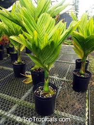 Setoran rutin dan tanggal jatuh tempo dapat disesuaikan dengan keinginan. Areca Catechu Areca Triandra Areca Palm Betel Nut Bunga Pinang Toptropicals Com