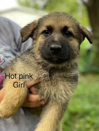 Hatfield IN 8 week old German Shepherds Crop Green оу Red Boy