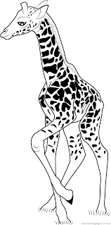 The giraffe coloring pages printable are very relatable because your kid might already enjoy the beauty of this animal. Baby Giraffe Coloring Page For Kids Free Giraffe Printable Coloring Pages Online For Kids Coloringpages101 Com Coloring Pages For Kids