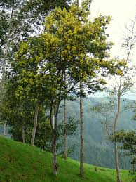 Image result for Acacia decurrens