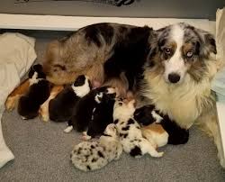 Ready for their forever homes on february 25th. Litter Of 5 Australian Shepherd Puppies For Sale In Vincent Oh Adn 64854 On Puppyfinder Com Australian Shepherd Puppies Litter Of Puppies Australian Shepherd