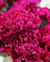 Nelken: Bedeutung, Farben & Herkunft | blumenshop.de