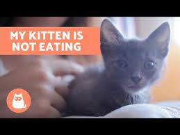 This is the main reason why it's so important to make sure your cat, especially if it's overweight, keeps eating. Why Is My Kitten Not Eating How To Stimulate Appetite Youtube