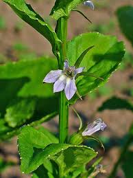 Image result for Lobelia welwitschii