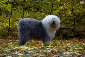 They have long fur that will drag on the ground and can come in many colors that are mostly solid shades of white, black, or grey. Choosing The Longhaired Dog Breed That Is Right For You Pets4homes