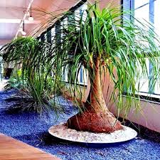 Image result for Beaucarnea recurvata