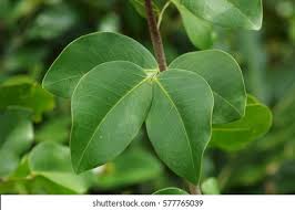 Image result for Intsia