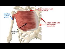 It is responsible for giving power to the arm in adduction (bringing the arm toward the body), internal rotation (rotating the shoulder toward the body) and flexion of the shoulder joint when the arm is extended. Pectoralis Major Muscle Origin Insertion Functions Youtube