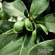 Image result for Terminalia stuhlmannii