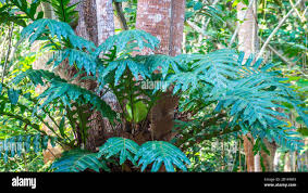 Image result for Polyphlebium borbonicum