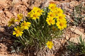 Image result for Tetraria mlanjensis