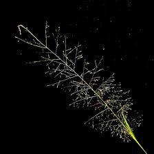 Image result for Sporobolus tenuissimus