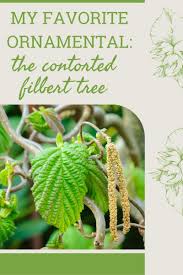 Corylus, corkscrew hazel, contorted filbert, contorted hazelnut, harry. My Favorite Ornamental Contorted Filbert