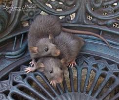 Pin By Ruby Montoya On P Nutty Cute Rats Cute Animals Animals Beautiful
