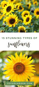 15 Stunning Types Of Sunflowers Types Of Sunflowers Sunflower Beginners Landscaping
