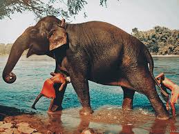 Cute baby elephant loves mud so much he even hustles the bigger elephants for check out his baby elephant taking a bath, looks like he loves it. Best Kerala Elephant Experiences Iris Holidays