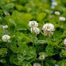 White clover is one of the most common lawn weeds. Bulk White Dutch Clover Seeds Trifolium Repens