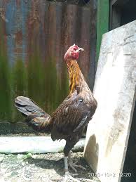 Check spelling or type a new query. Jual Ayam Peru Jual Ayam Peru Peruvian Philipin