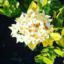 Image result for Ixora laurentii