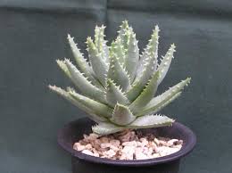 Image result for Aloe buchananii