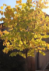 Seedpods hold onto the branches into the fall, adding winter interest. Plant Of The Month March 2021 Eastern Redbud Northern Neck Native Plant Society