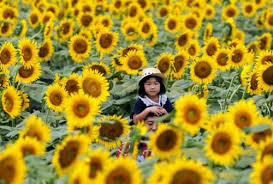 Kebun bunga matahari megastar, malang Instagramable Taman Dengan Hamparan Bunga Matahari Ini Ada Di Indonesia Wow Menariknya