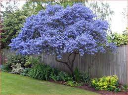Evergreen Trees For Very Small Gardens Uk Garden Ideas Small Gardens Evergreen Garden Plants