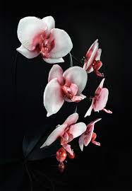 6 Foot Tall Glass Orchid Contemporary Glass Art Glass Art Orchids