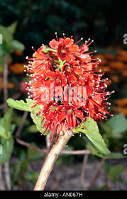 Image result for Greyiaceae