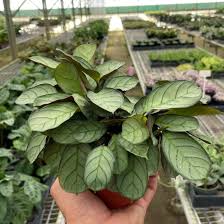 Image result for Ctenanthe