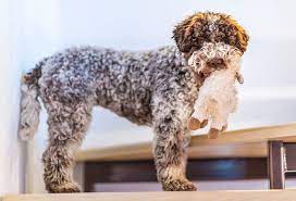 This popular dog breed with curly tail does not bark, but vocalize with howls. 17 Curly Haired Dog Breeds Playbarkrun