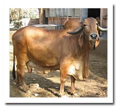 breeds of cattle and buffalo