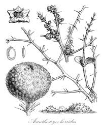 Image result for Trochomeria hookeri