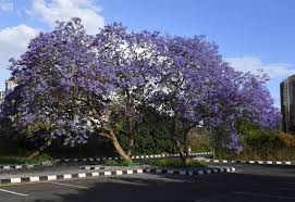 طالع تعليقات وصور المسافرين عن فنادق في أبها، عسير. ØªÙ‚Ø±ÙŠØ± Ø£Ø´Ø¬Ø§Ø± Ø§Ù„Ø¬Ø§ÙƒØ±Ù†Ø¯Ø§ ØªØ²ÙŠÙ† Ø·Ø±Ù‚Ø§Øª ÙˆÙ…ÙŠØ§Ø¯ÙŠÙ† Ø£Ø¨Ù‡Ø§ ÙˆÙƒØ§Ù„Ø© Ø§Ù„Ø£Ù†Ø¨Ø§Ø¡ Ø§Ù„Ø³Ø¹ÙˆØ¯ÙŠØ©