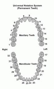 When the palmer notation system (pns) is used: Teeth Names And Numbering Systems You Need To Know Dental Education Hub