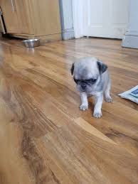 Favorite this post jan 13. Pug Puppies For Sale Houston Tx 213897 Petzlover