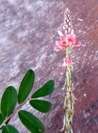 Image result for Indigofera heterotricha