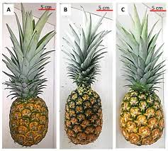 The hdoa plant pest control branch (ppc): Agronomy Free Full Text Effect Of Vermicompost On Growth Plant Nutrient Uptake And Bioactivity Of Ex Vitro Pineapple Ananas Comosus Var Md2 Html