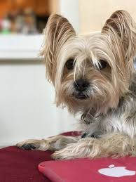 Get the latest news on oregon pets, animal shelter and adoption. Oregon Live Pets Yorkie Petscare