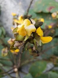 Image result for Centrolobium robustum