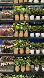 Visit us in person or online for a wide selection of products! 57 Plants Ideas In 2021 Plants Air Cleaning Plants Lipstick Plant
