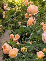 (ausmas) english shrub rose bred by david austin. David Austin Roses Houzz
