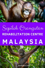 1 rehabilitation medicine unit, department of orthopedic and traumatology, faculty of medicine, university kebangsaan malaysia, jalan yaacob latif, bandar tun razak, cheras, kuala lumpur 56000, malaysia. Sepilok Orangutan Rehabilitation Centre A Borneo Orangutan Tour Travel2next